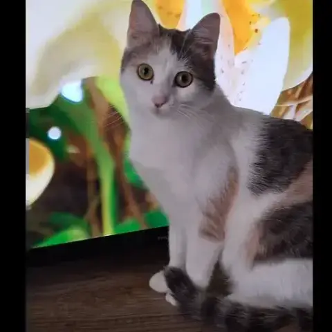 Amanda