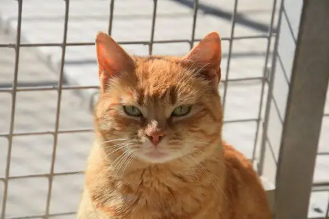 Sunny