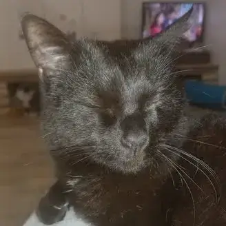 Aldo