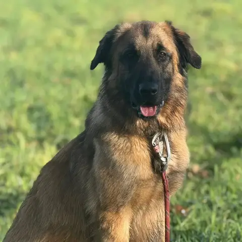 Louka