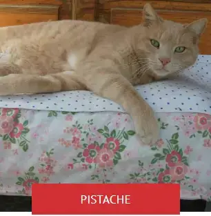 Pistache