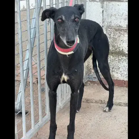 Tonela Galga photo 3