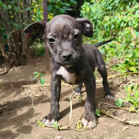 Maido photo 2