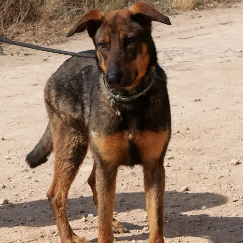 Lupo