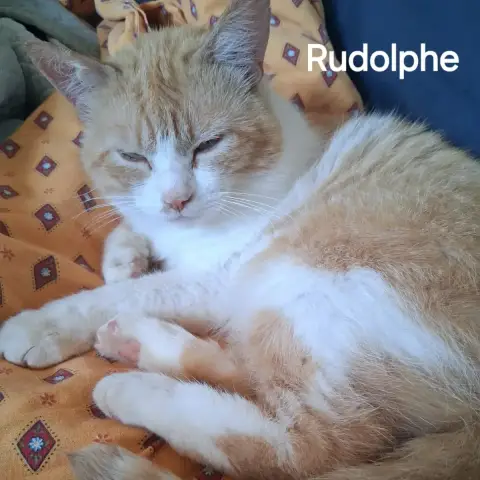 Rudolphe