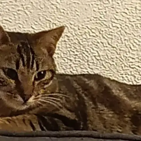 Aloé