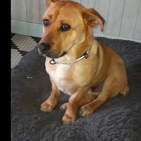 Pierrot Chien Roumain