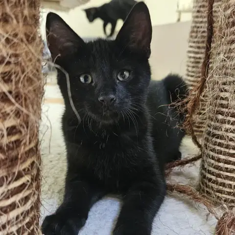 Blacky photo 2