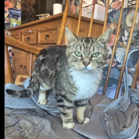 Bibi