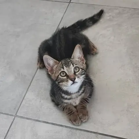 Oreo