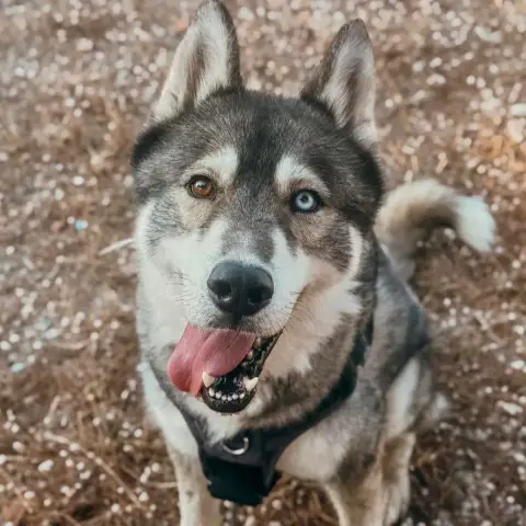 Wolf