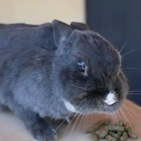 Haru photo 2