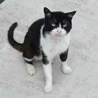 Walter