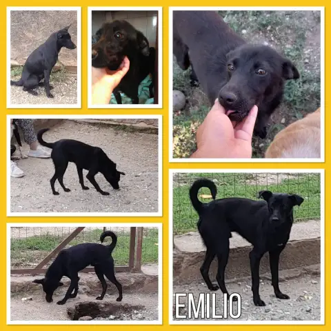 Emilio