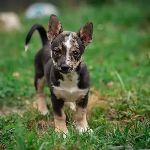 Lulu