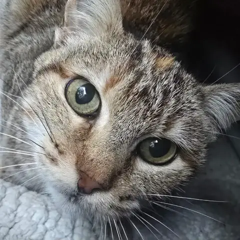 Bettina