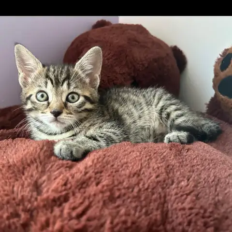 Kuma photo 3
