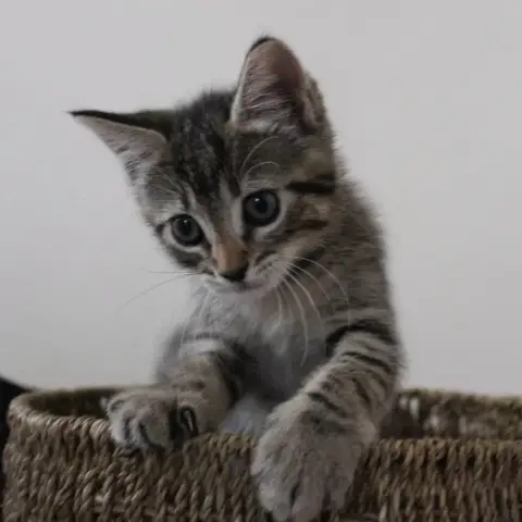 Fluff photo 2