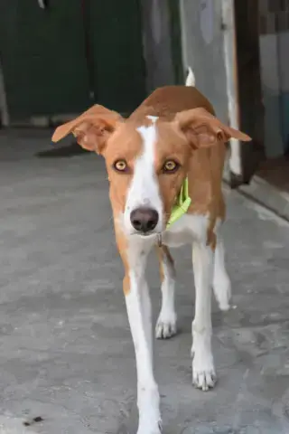 Ferran
