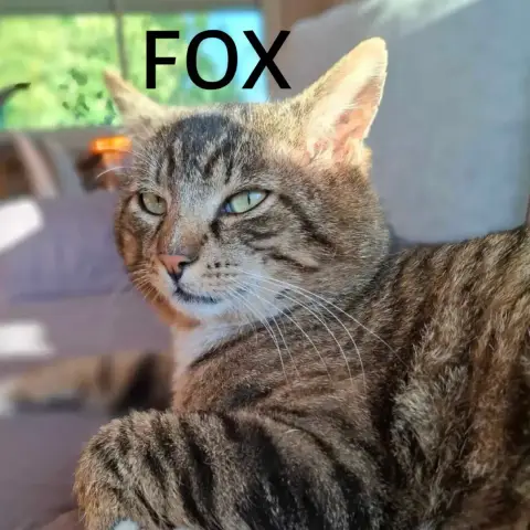 Fox