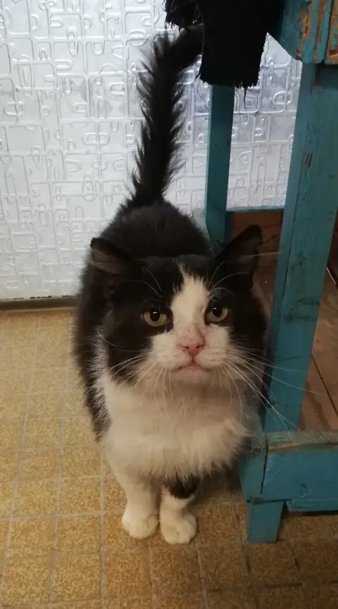 Moustache