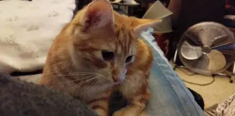 Caramel photo 2