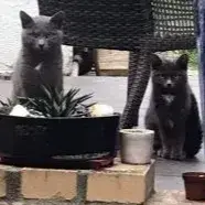 Téva Et Tom