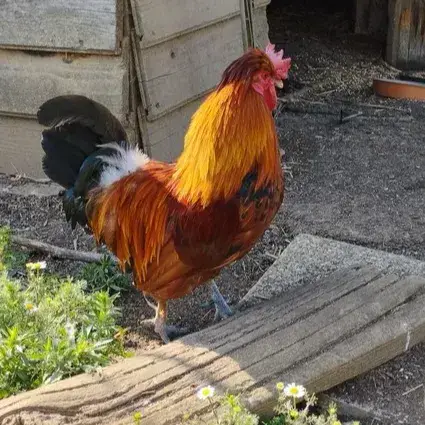 Paprika Et Ses Copains