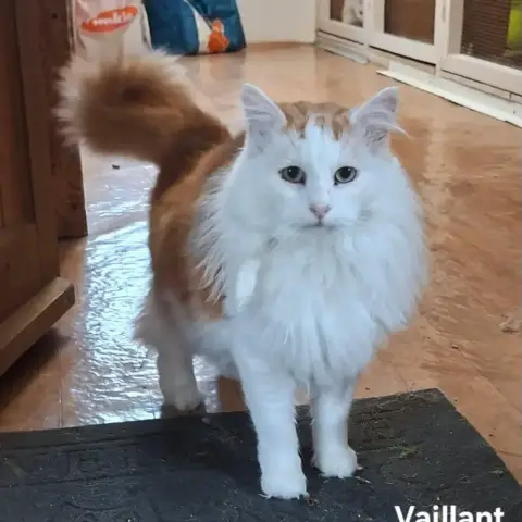 Vaillant
