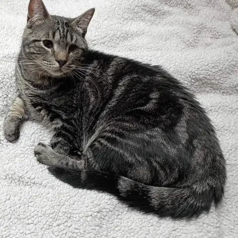 Clyde