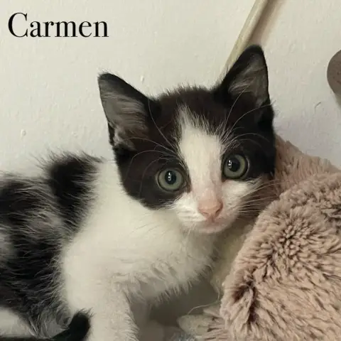 Carmen & Figaro