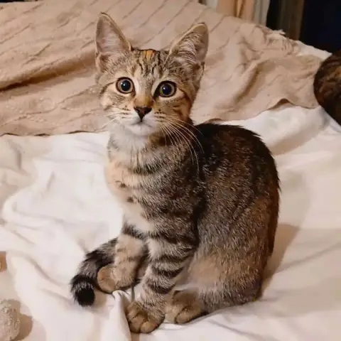 Arya