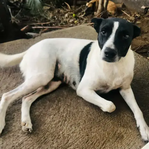 Bella
