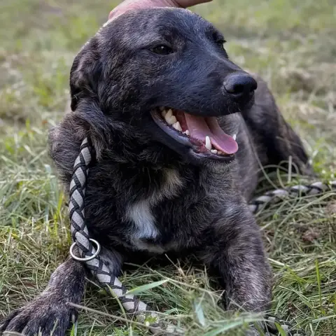 Inaya