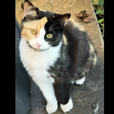 Meg