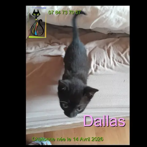 Dallas