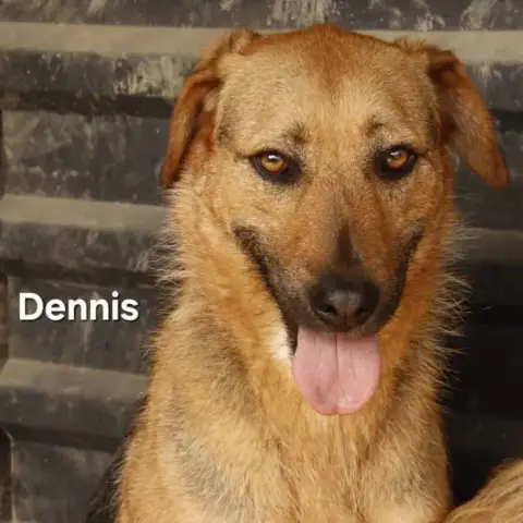 Dennis