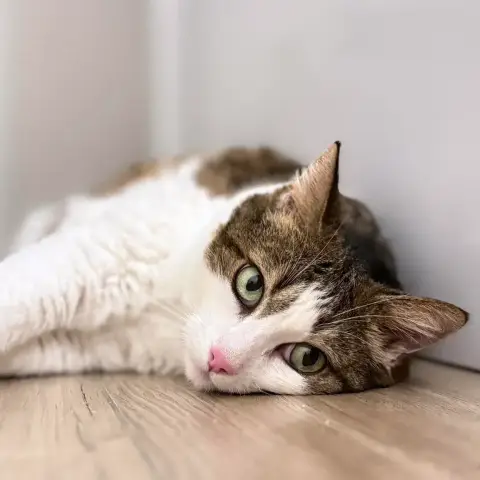 Cannelle
