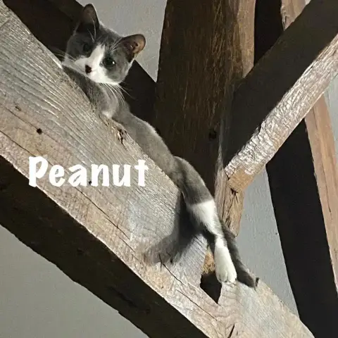 Peanut,
