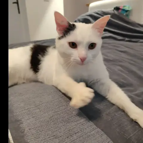 Baya