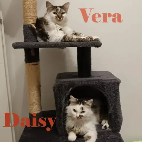 Daisy Et Vera