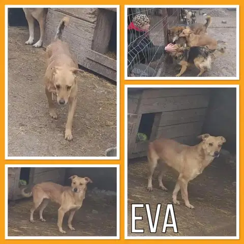 Eva