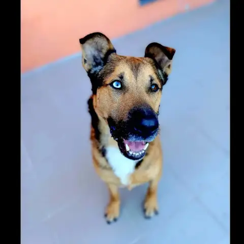 Saïko photo 2