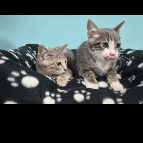 Bonnie Et Clyde
