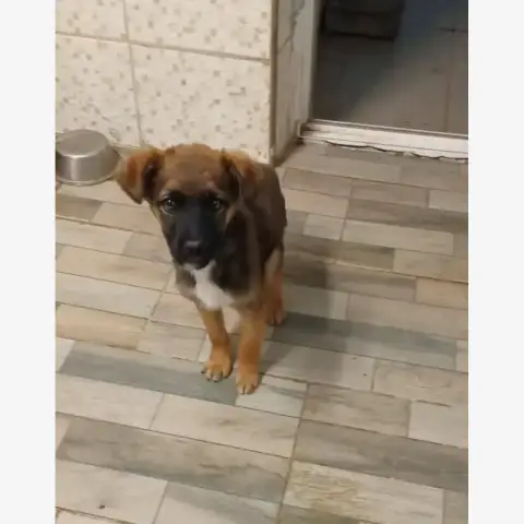 Victor