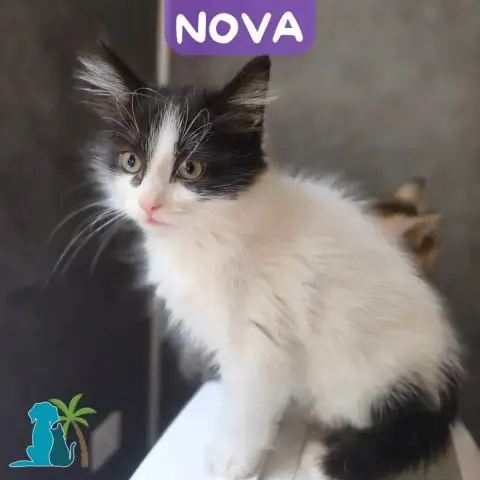 Nova