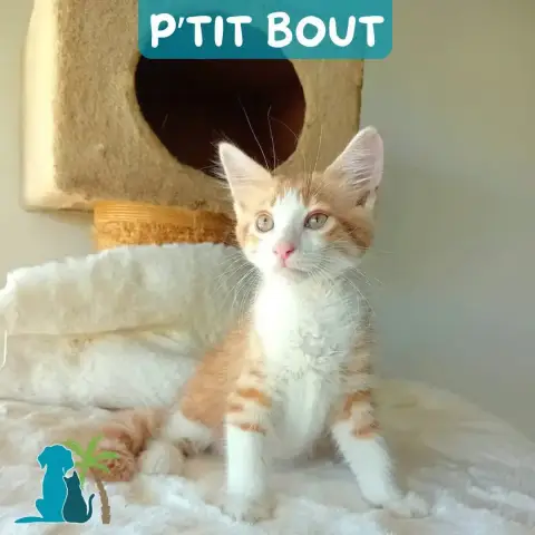 P'Tit Bout