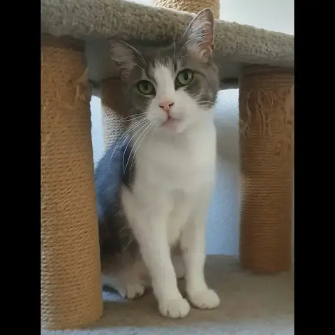Belle
