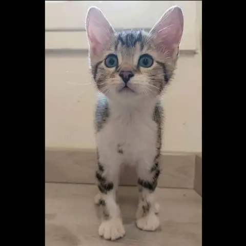 Poco