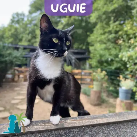 Uguie